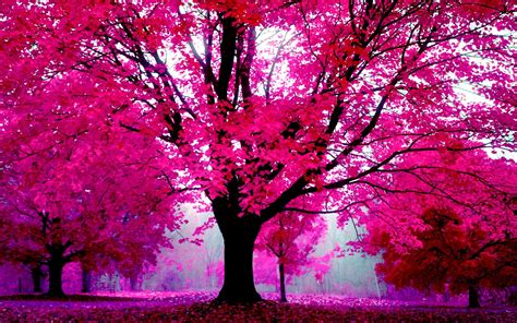 🔥 [90+] Pink Tree Wallpapers | WallpaperSafari