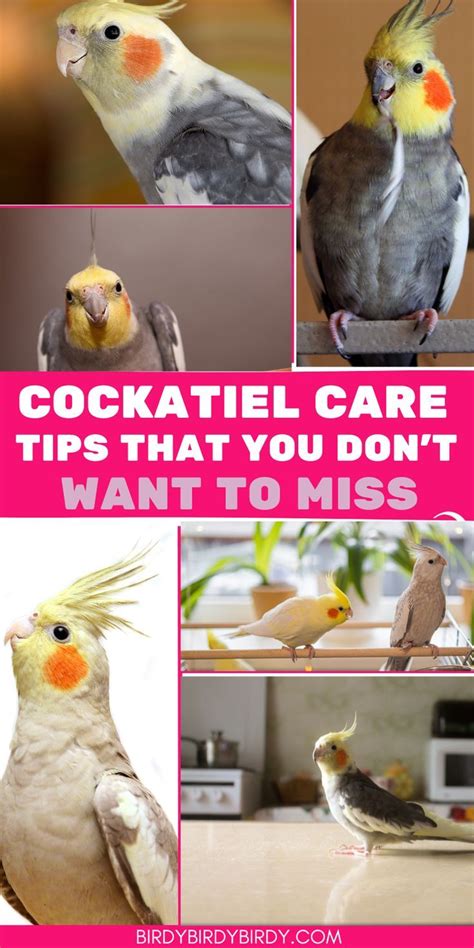 Cockatiel Care Tips That You Dont Want To Miss In Cockatiel