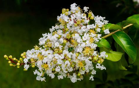 Acoma Crape Myrtle Vs Natchez Crape Myrtle A Z Animals