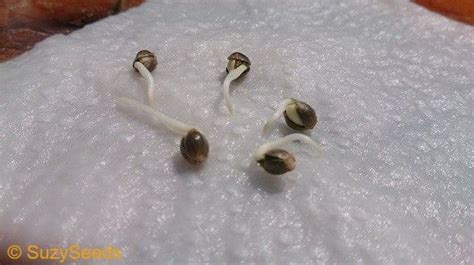 Germination - Cannabis - Growing Hemp - SuzySeeds.com