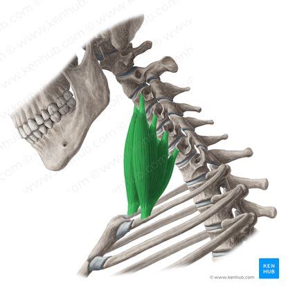 Body Scientific On Twitter Anterior Scalene Muscle Aka Scalenus Hot