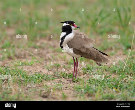 Black Headed Lapwing Hi Res Stock Photography And Images Alamy