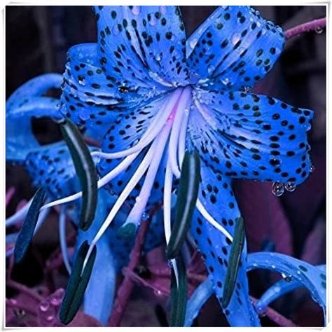 Blue Tiger Lily Flower