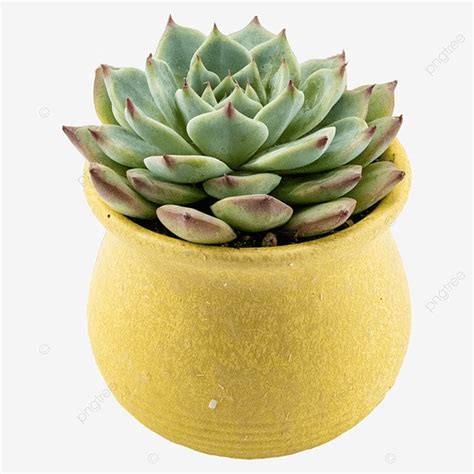 Succulent Pot White Transparent Succulents In Pots Potted Plants