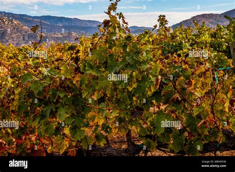 grape vines after the harvest Stock Photo - Alamy