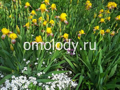 Ирис применение и польза ириса