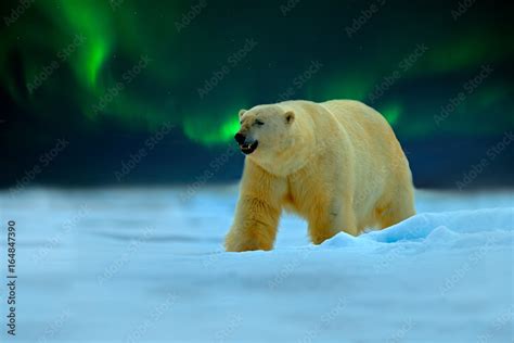 Polar bear with Northern Lights, Aurora Borealis. Night image with ...