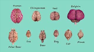 Are Dog Brain Sizes Different Among Breeds