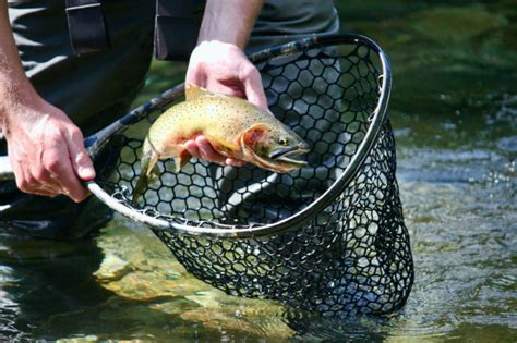 Fly Fishing Nets 2022 Fly Fish Central