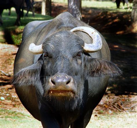 Mad Bull stock photo. Image of livestock, dangerous, country - 233802