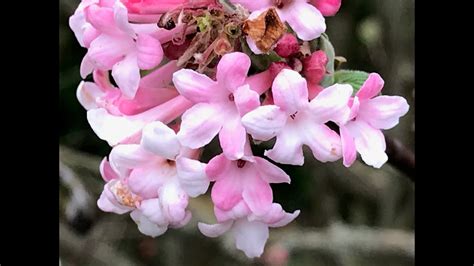 Viorne D Hiver Ou Viorne De Bodnant Viburnum Bodnantense Dawn Une