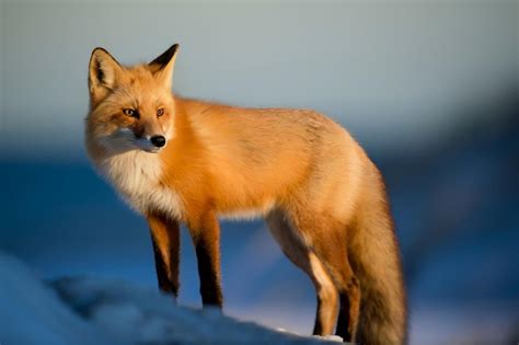 Premium Photo Red Fox Sitting In Snow Looking Cute Generative