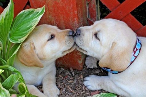 32 Puppy Kisses ideas | puppy kisses, puppies, cute animals