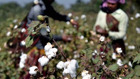 Haryana Cotton Yield Hits 20 Yr Low As Pest Resistant Bt Variety