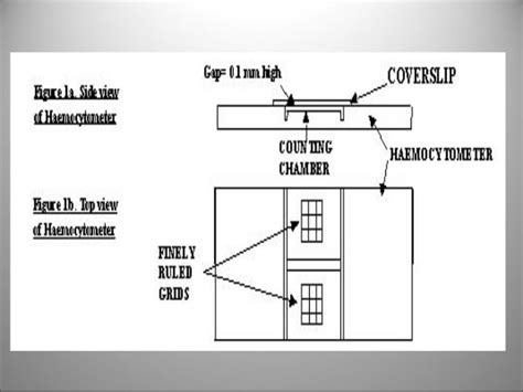 Haemocytometer Labelled Diagram