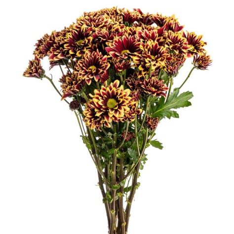 Chrysanthemum Spray Yellow and Red Colors - Toronto Bulk Flowers