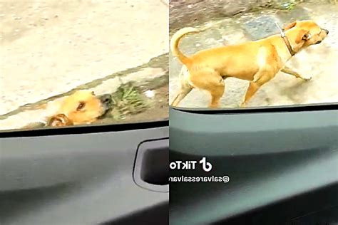 Vira Lata Caramelo Segue Ambul Ncia Ap S Dono Ficar Ferido Ao Defend