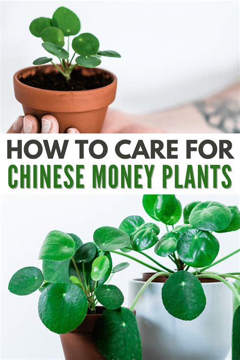 Chinese Money Plant Care Guide