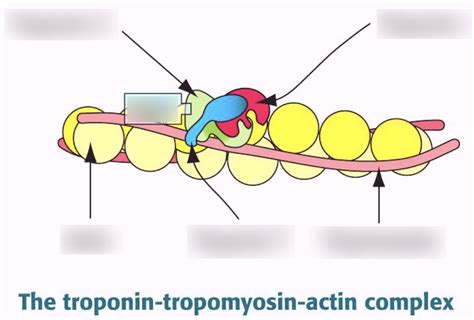 Troponin-tropomyosin actin complex Diagram | Quizlet