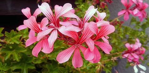 Different Types Of Geranium Varieties - Pretty Kinds! - EmbraceGardening