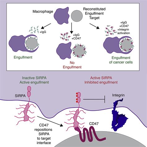 Cd Ligation Repositions The Inhibitory Receptor Sirpa To Suppress