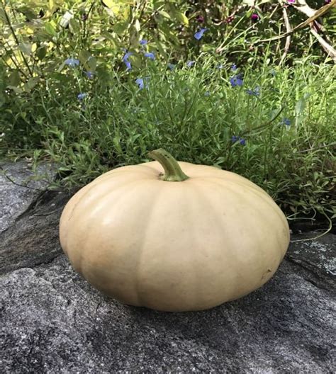 Long Island Cheese Pumpkin | John Scheepers Kitchen Garden Seeds