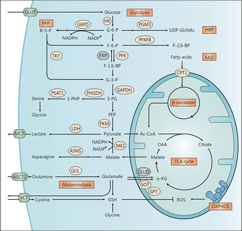 Metabolic Reprogramming In Triple Negative Breast Cancer Cancer