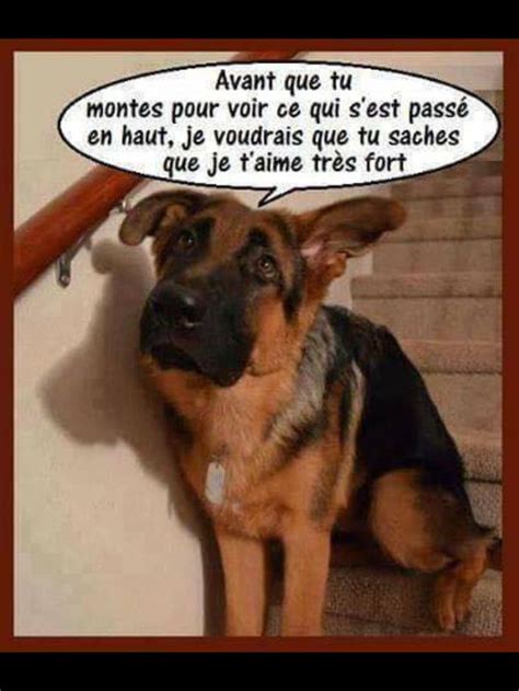 Pin By Ja Jerome On Blagues Chiens Chats German Shepherd Funny