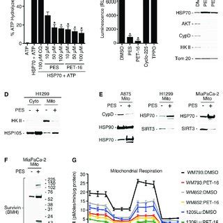 Hsp Inhibitors Alter Mitochondrial Membrane Potential A B