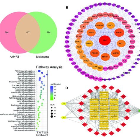 Outcomes Of Network Pharmacology Analysis Predicted A Venn Diagram Download Scientific