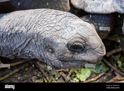 Enclosure With Seychelles Giant Tortoise Aldabra Giant Tortoise