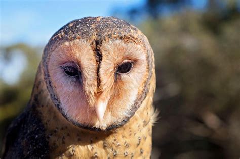 Owls - Birds of Australia - Bevlea Ross Photography