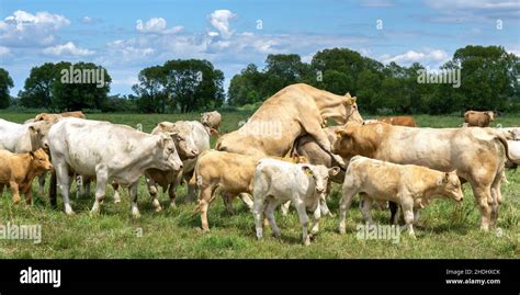 Cows mating hi-res stock photography and images - Alamy