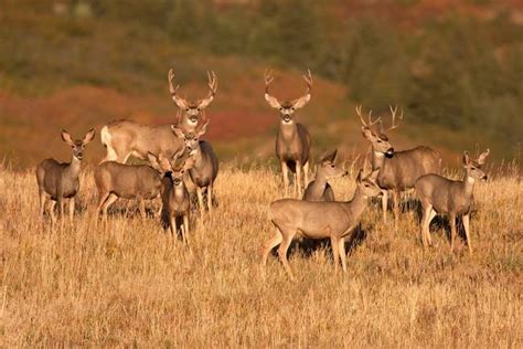 Scientists Issue Warning Over Zombie Deer Disease Spreading To Humans As Cases Surge In Us