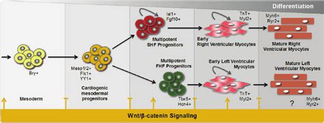 Distinct Phases of Wnt β catenin Signaling in Cardiac Development