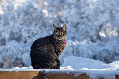 Temperatura Del Gatto Cosa Sapere