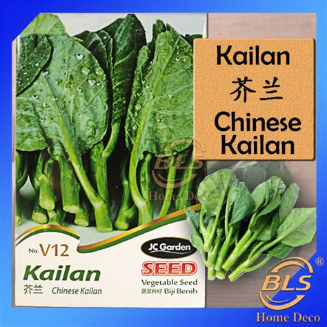 V12 CHINESE KAILAN JC GARDEN VEGETABLE SEED BIJI BENIH KAILAN Lazada