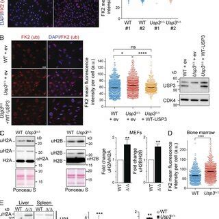 Usp Deletion Leads To A Genome Wide Increase In Mono Ubiquitinated H A