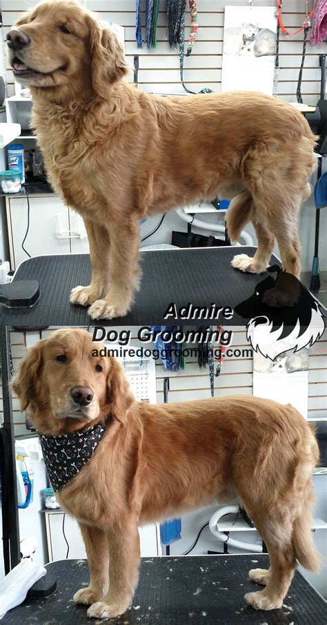 Golden Retriever Haircut Before And After