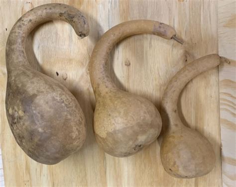 Dipper Gourd Diameter Bulb Amish Gourds