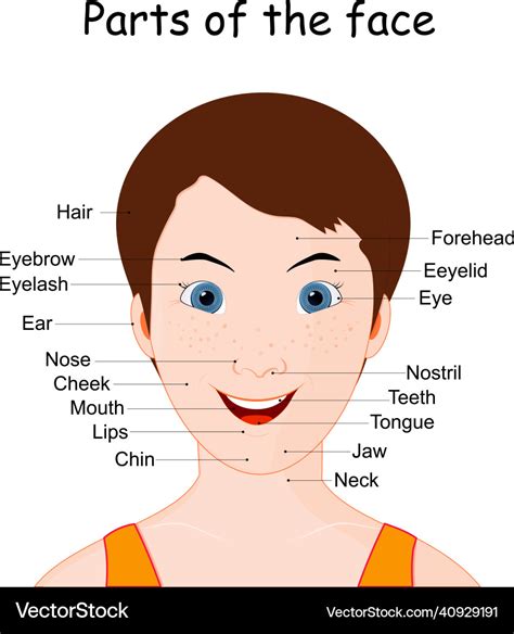 Parts Of The Human Face Royalty Free Vector Image