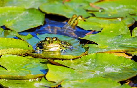 Frogs On Lily Pads