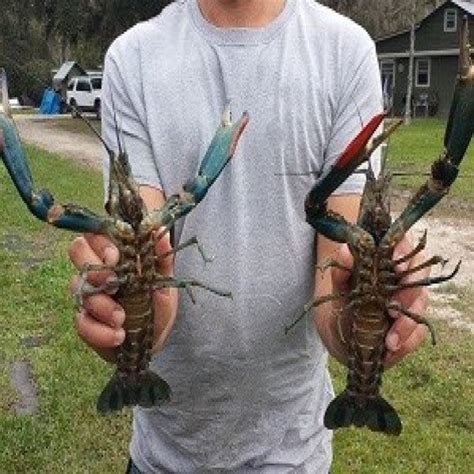 Australian Crawfish In Texas Texags