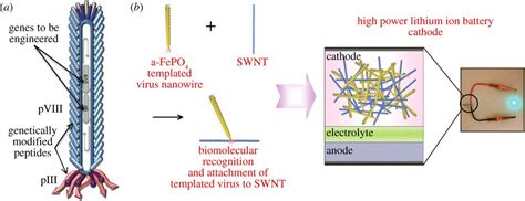 Bioinspired Nanoscale Materials For Biomedical And Energy Applications Journal Of The Royal