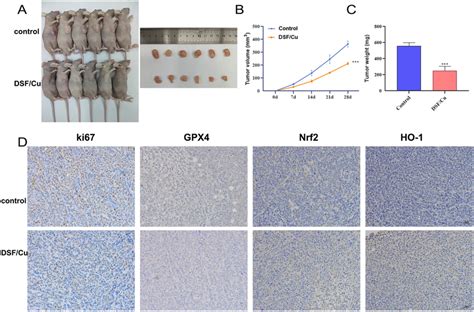 Dsf Cu Repressed Tumor Growth In Vivo A Photographs Of Subcutaneously