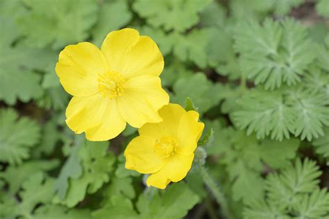 Celandine Poppy | Illinois Pollinators