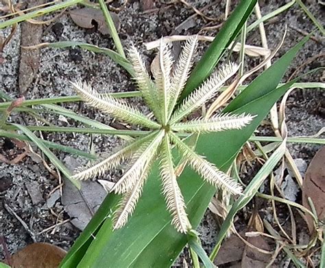 Dactyloctenium Aegyptium Safari Afrika