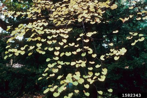 Katsura Tree Cercidiphyllum Japonicum