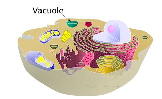 Vacuole Definition and Function | Learn Biology