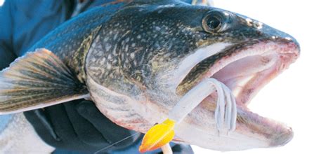 Ice Fishing Soft Plastic Lures In Fisherman